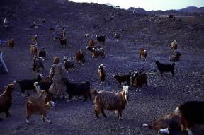 `Oman . Un gregge di capre a Nakhl.De Agostini Picture Library/C. Sappa